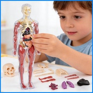 Human Body Model for Kids Human Body Science Toy Realistic Anatomy Model for Home School Kindergarte