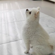 【MH家居】 韓國寵物折疊地墊 寵物地墊 寵物止滑墊 狗狗地墊