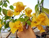 Bougainvillea Plant Yellow Flower with FREE plastic pot and garden soil (Outdoor Plant Real Plant an