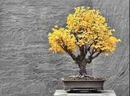 銀杏樹盆栽 種子