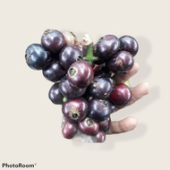 buah gowok kupa segar fresh 1 kg