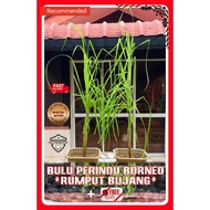 ☆SUPER RARE☆Rumput Bujang_Bulu Perindu Borneo Asli_Bunga Ajaib_Ilmu Minyak Pengasih Bunga Magic_Anak