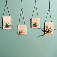 小木板與空氣鳳梨 - 紅寶石、小精靈、女王頭