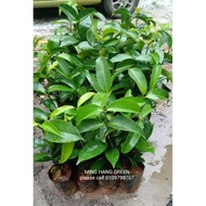 Anak Pokok Manggis Masta Jepun 日本山竹/水晶山竹果苗