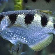 ikan ancherfiss