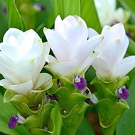 Bunga Tulip Siam PUTIH / WHITE Curcuma Alismatifolia