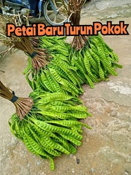 Petai Baru Seikat/Petai Mata Besar Rm10-5keping