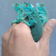 Blue Iguana sudah bukan baby blue iguana