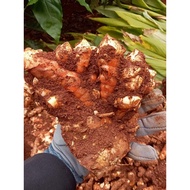 Naturally grown red turmeric in the forest, 2kg quality bag