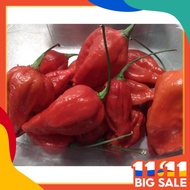 10pcs seeds TRINIDAD MORUGA SCORPION very hot pepper