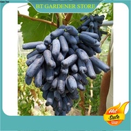 Pokok Grafted Anak Pokok Anggur Sweet Sapphire Pokok Anggur Seedless Cepat Berbuah Seawal 6 Bulan 美国金手指蓝宝石葡萄苗