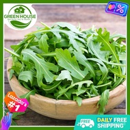 เมล็ด[Green House] Arugula Rocket Seeds for Planting Vegetable Plants ( /- 200 Seed)   FREE Fertili