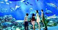 SEA Aquarium cheap ticket discount Sentosa. Universal Studios Adventure cove Cable car Zoo
