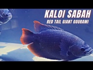 Kaloi Sabah Red Tail Giant Gourami 3 INCH & 7 INCH