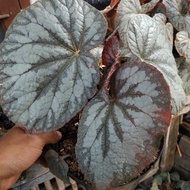 Promo Begonia Rex Silver - Tanaman hias begonia