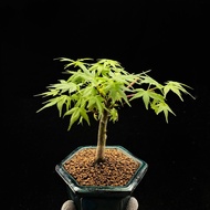 SG3441-精品日本紅千鳥紅楓/稀有楓樹🔥精品植物小盆栽禮物🔥