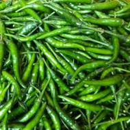 50/100pcs Benih Cili ■050-CILI API THAILAND Pedas/ Chili pepper seeds