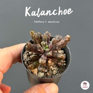 Kalanchoe tubiflora f. Montrose กุหลาบหิน cactus&amp;succulentหลากหลายสายพันธุ์