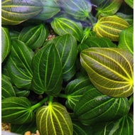 Echinodorus Iguazu 09 RARE plants（1stalk submerged form 8-10cm）pokok aquatik/aquarium plant/lowtech 
