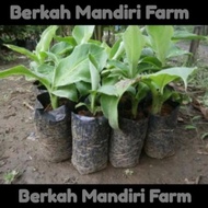 Pisang Cavendish - Pisang Sunpride - Bibit Pisang Cavendish / Bibit