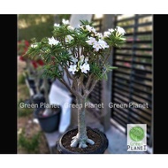 Adenium 富贵花 White Flower Japanese Giant 5/10 Seeds-Benih-种子. Imported from Thailand. Ready Stock in Msia