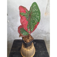 Sindo - Elegant Caladium Red Beret - Unleash the Beauty of Nature in Your Space