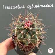 เฟอโร Ferocactus cylindraceus แคคตัส กระบองเพชร cactus&amp;succulent