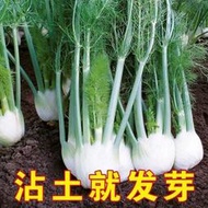 現貨  特價 小欣百貨  球莖茴香種子苗結球割茬蔬菜盆栽陽臺秋冬四季種籽