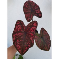 Keladi/Caladium Darth Maul, Stable &amp; healthy plant huge size