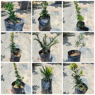 TKL - [Podocarpus Polybag] Mini Quetshe/Golden Quetshe/Golden/Fire Kylin [罗汉松袋装] 米叶雀舌/金雀舌/黄金/火麒麟