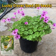 100% Legit Lucky Clover Seed Flower Seeds for Planting & Gardening (50 Seed) 幸运草种子 Rare 4 Leaf Clove