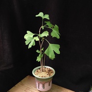 銀杏盆景  精選靚葉 連陶瓷花盆 plant  Bonsai 植物 盆栽 Ginkgo  tree 銀杏樹【實拍。只此一盆】👑9年五星老店
