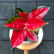 Aglaonema suksom jaipong /Aglonema suksom jaipong / Aglonema suksom