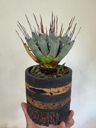 曲刺妖炎 Agave utahensis / 立可白 龍舌蘭 Agave Titanota SAD