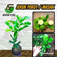 Bibit Jeruk Purut Pohon Jeruk Purut Tanaman Buah Jeruk Purut Jeruk