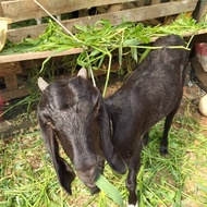 Unik Kambing Jawa randu Limited