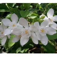 Pokok Bunga Jasmin Thai Putih Berseri