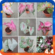 Pokok Keladi Murah Caladium Bicolor Holland Thailand by 🌿 Pepokok Greenturae 🌿