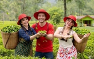 Tour Nửa Ngày Thác Ramboda & Đồn Điền Trà Nuwara Eliya Kèm Hái Trà