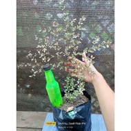 𝙎𝘼𝙇𝙀 ‼️𝙎𝘼𝙇𝙀‼️Variegated African TALISAY • Live Plants