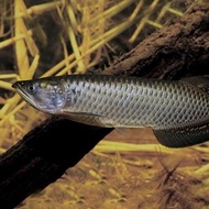 ((premium)) IKAN HIAS IKAN JARDINI ARWANA BATIK BIG SIZE