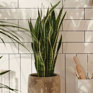 Sansevieria trifasciata 'Laurentii' / Snake Plant
