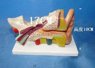 Ear anatomic model organs dissection model medical specimens of human body model