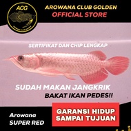 ikan Hidup Arwana Super Red / Arowana Super red Bakat Pedes Chili