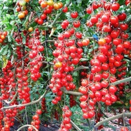 GL Seeds Tomato Vine Grape Heirloom Non GMO Seeds