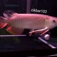 ikan arwana golden red arowana rtg