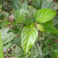 3 Keratan Benih Pokok Bebuas / Pokok Ulam Bebuas/ Pokok Ulam Ulaman / Keratan Batang Pokok Bebuas
