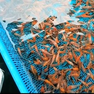 BIBIT IKAN KOI BLITAR petani langsung size 2-3 cm minimal order 20ekor