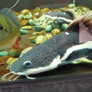 ikan hias Redtail Catfish RTC Jumbo 70cm