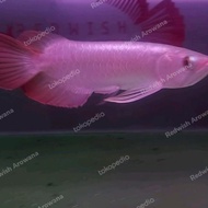 Ikan Hias Arwana Super Red Metalik Tokowanwan